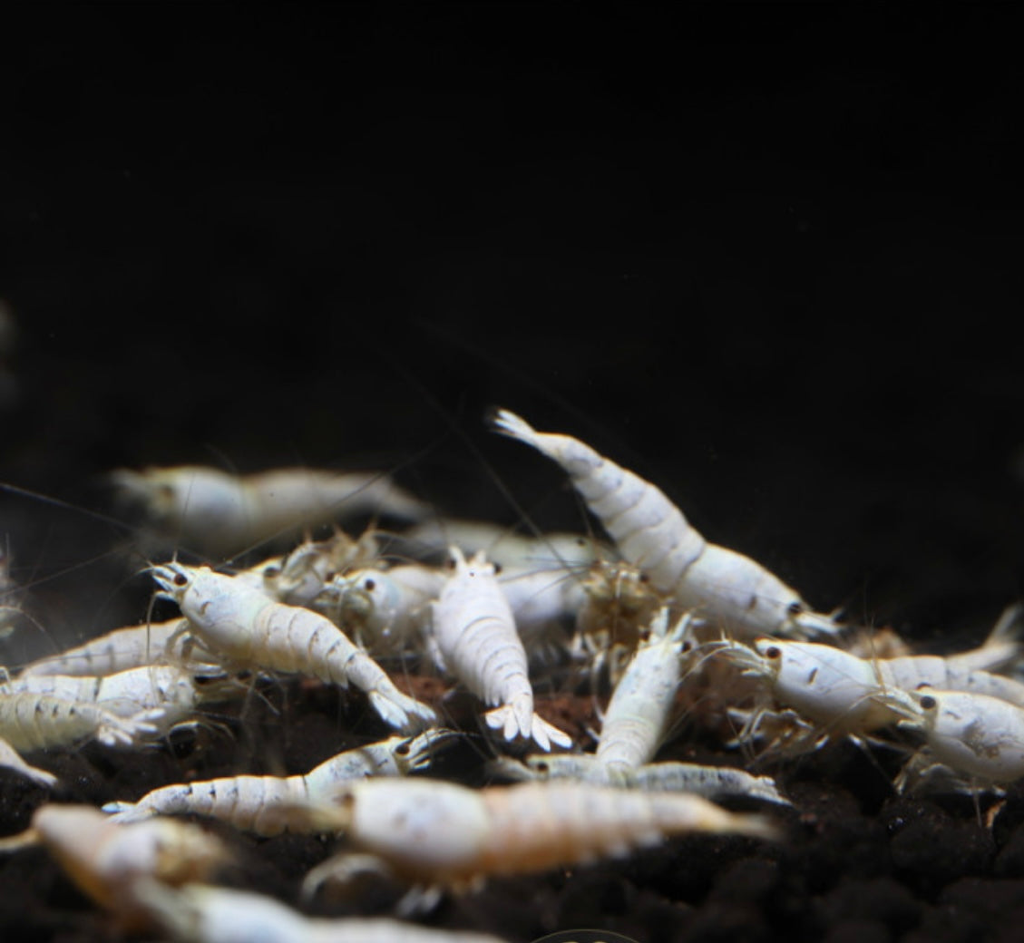 10 Caridina Sp. Pure White Line