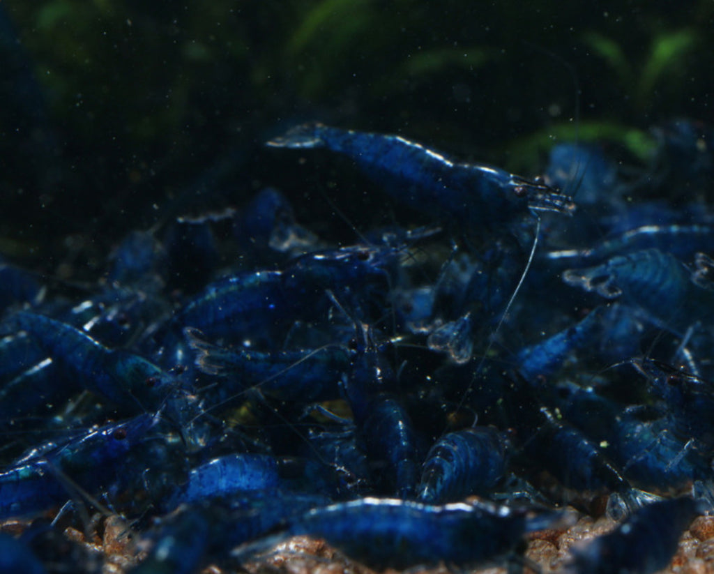 10 High Grade deep Blue Diamond Neocaridina