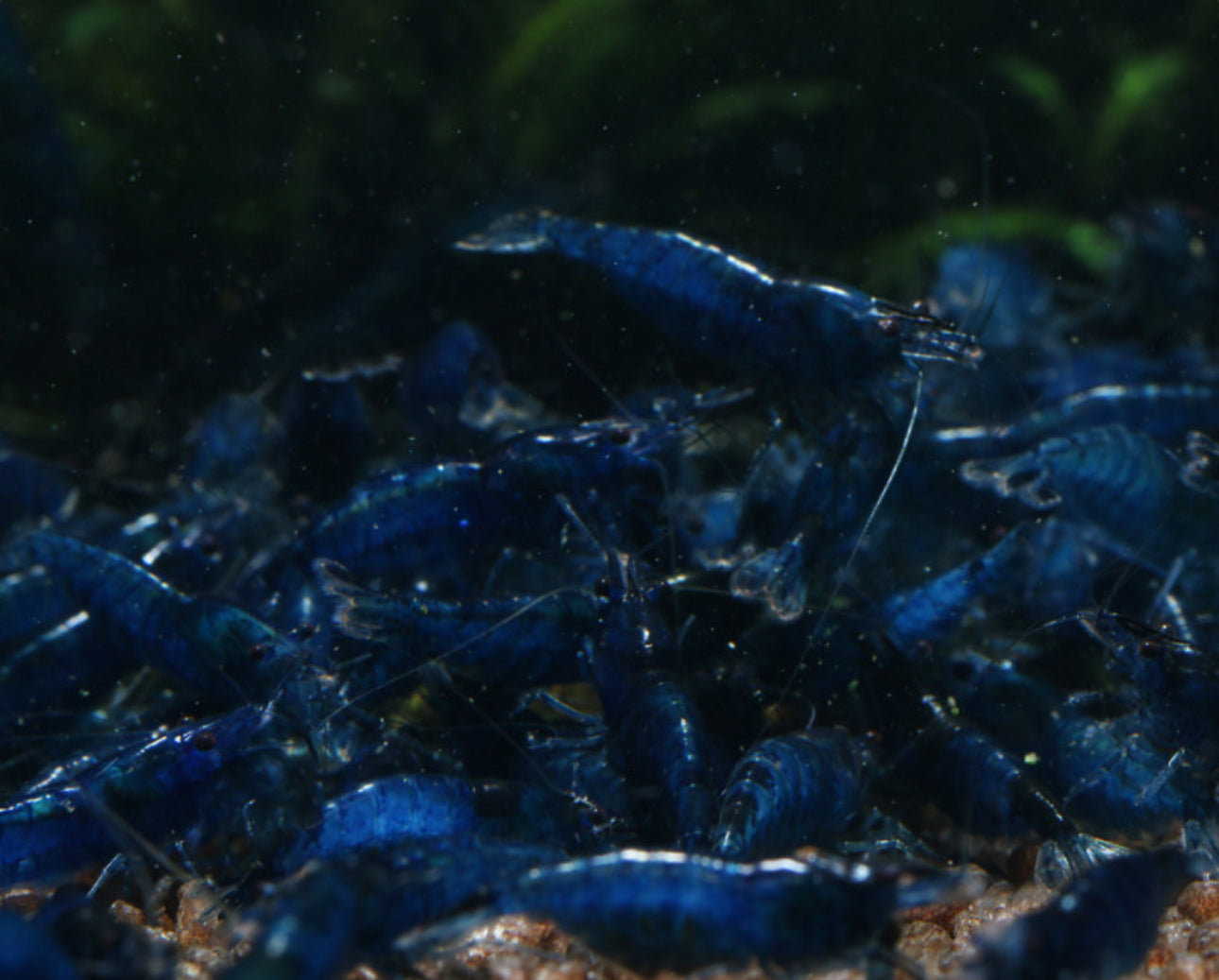 10 High Grade deep Blue Velvet Neocaridina