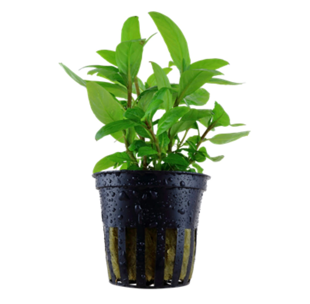 Staurogyne Repens Blister Pack Tropica