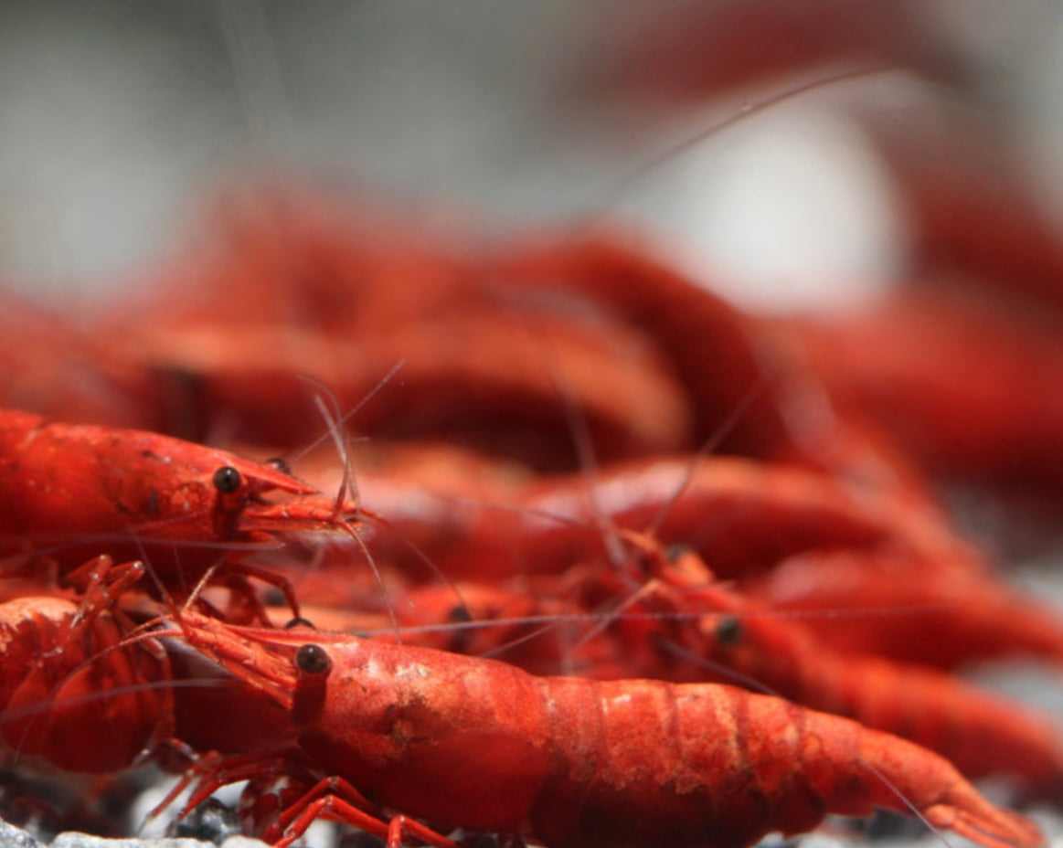 10 Neocaridina Sp. Painted Red.