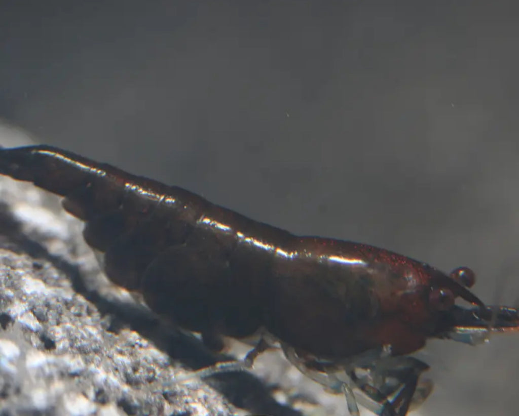 10 Neocaridina Sp. Onyx