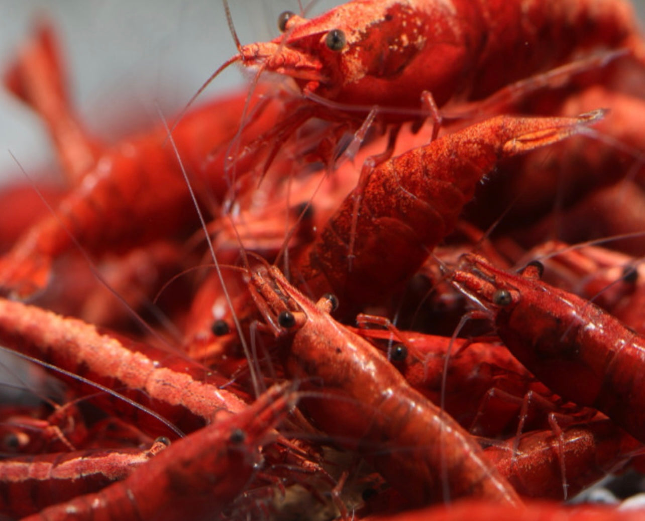 10 Neocaridina Sp. Painted Red.