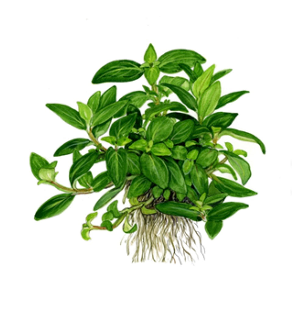 Staurogyne Repens Blister Pack Tropica