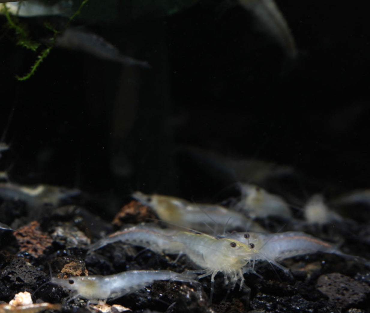 10 Neocaridina Sp. Snowball