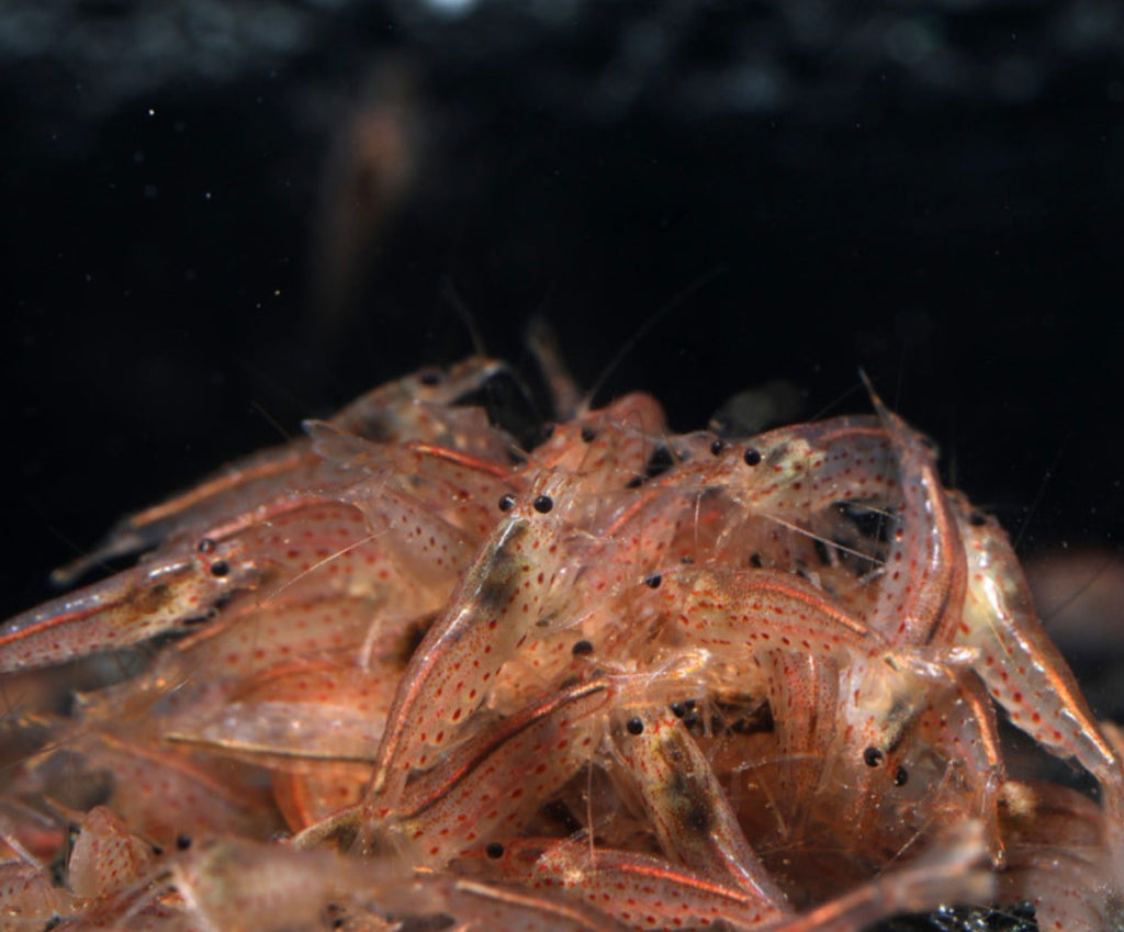 10 Red Amano Shrimp