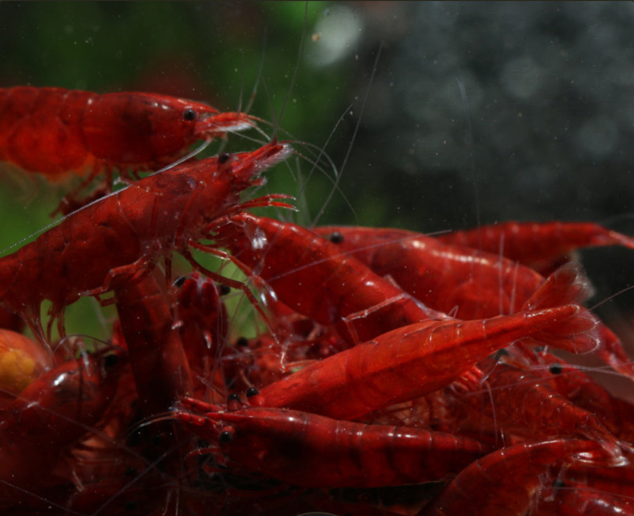 10 Bloody Mary Neocaridina