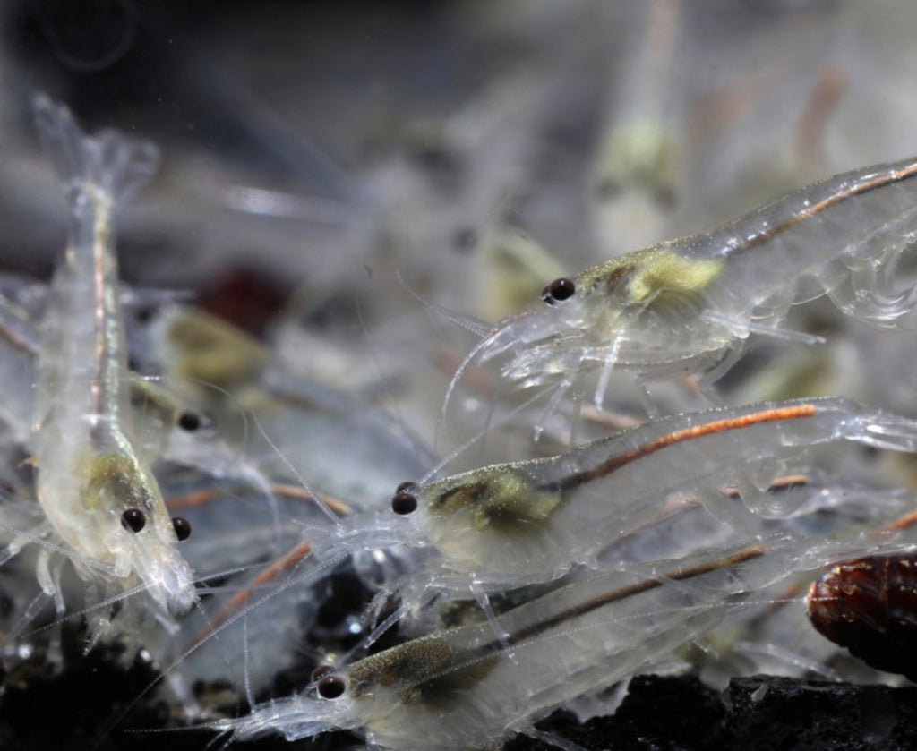 10 White Amano Shrimp