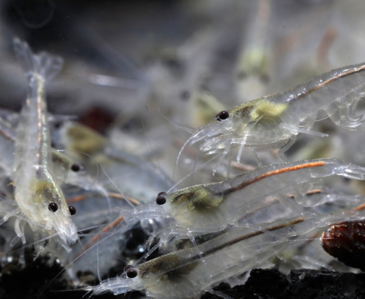 10 White Amano Shrimp