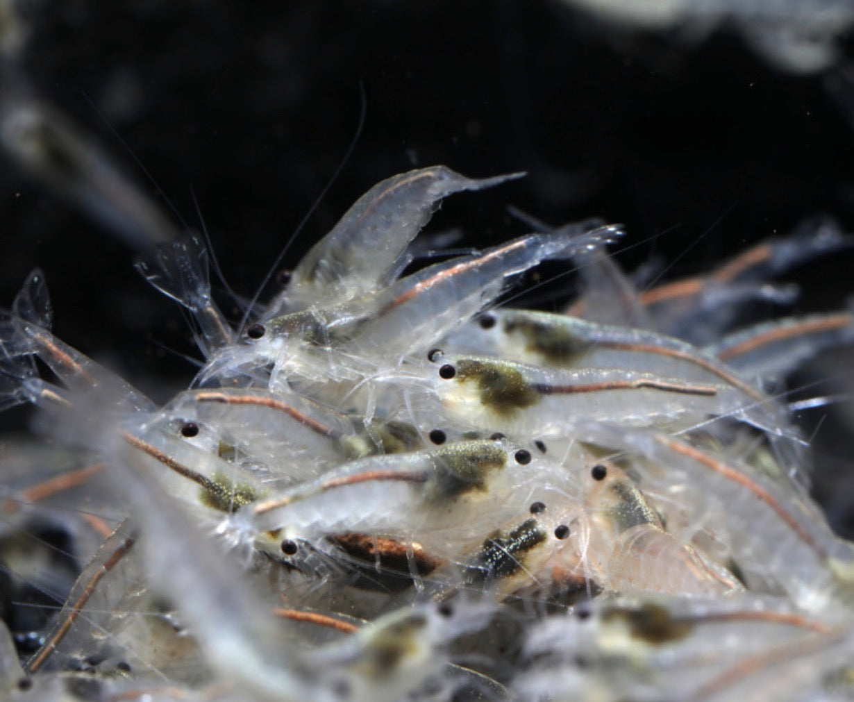 10 White Amano Shrimp
