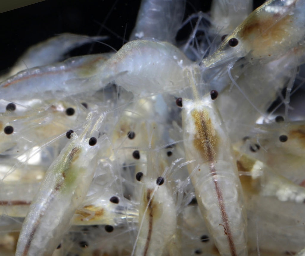 10 Neocaridina Sp. Snowball