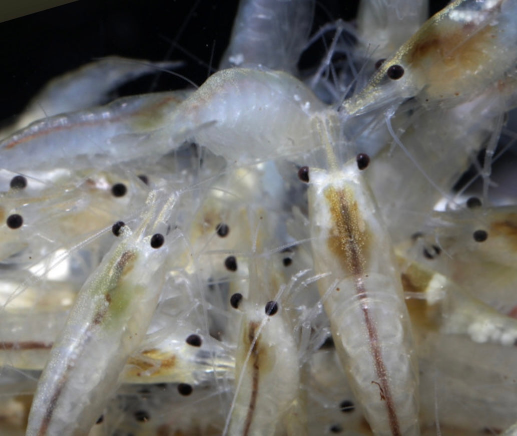 10 Neocaridina Sp. Snowball