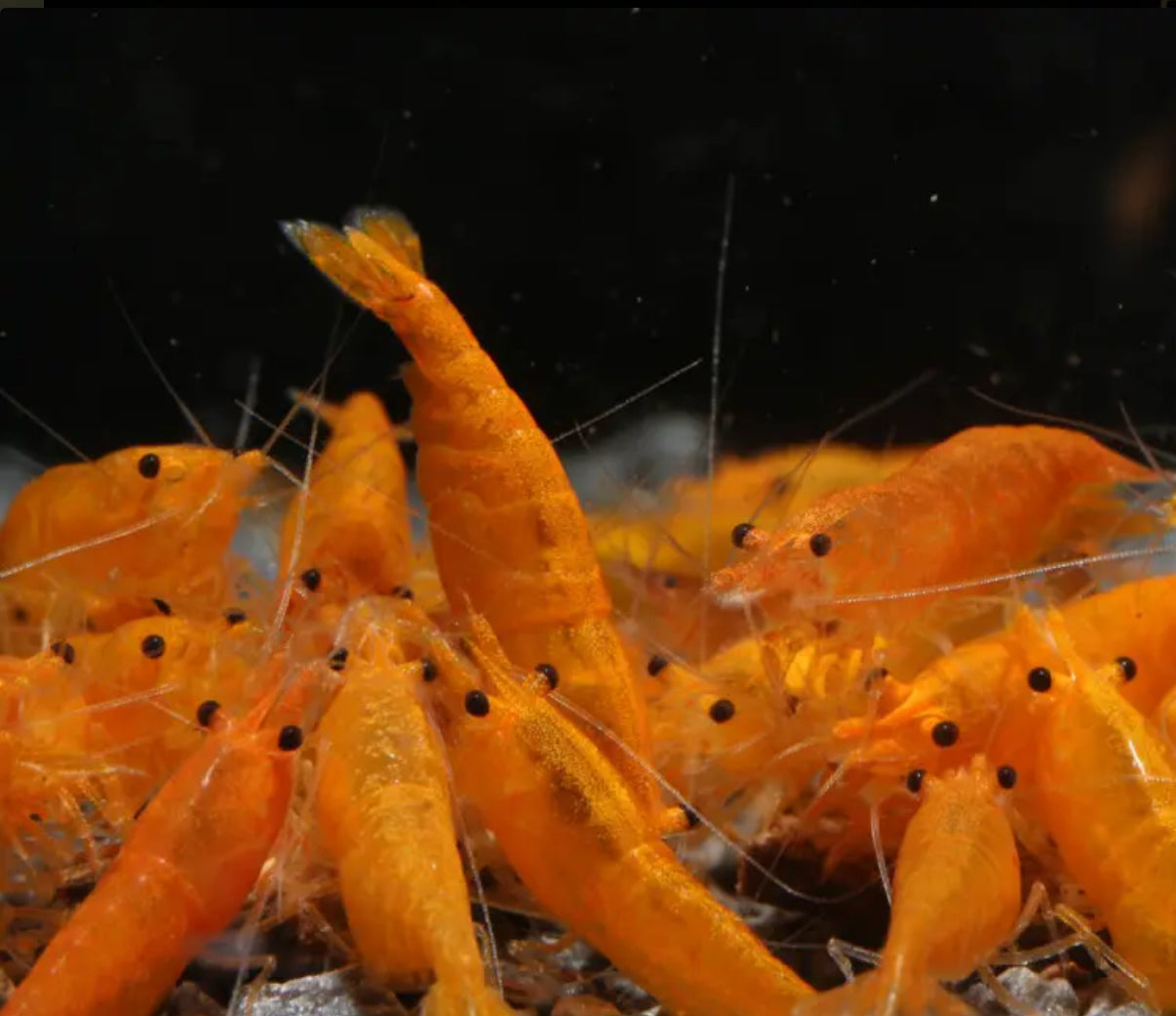10 Sunkist Orange Neocaridina