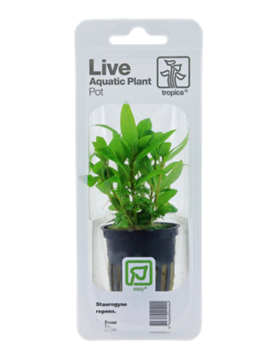 Staurogyne Repens Blister Pack Tropica