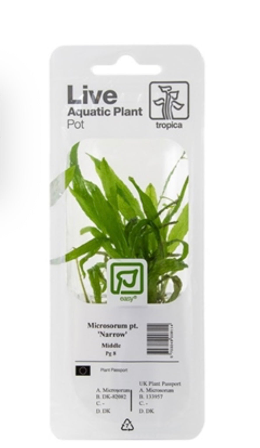Microsorum pteropus Java Fern “Narrow leaf” Blister pack