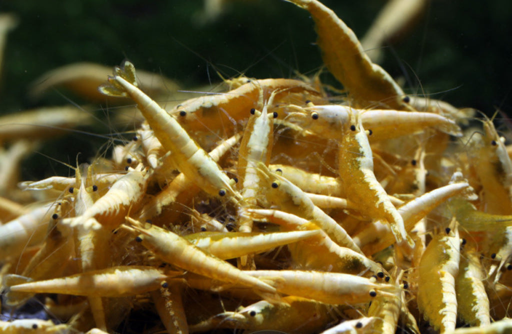 10 yellow Neocaridina