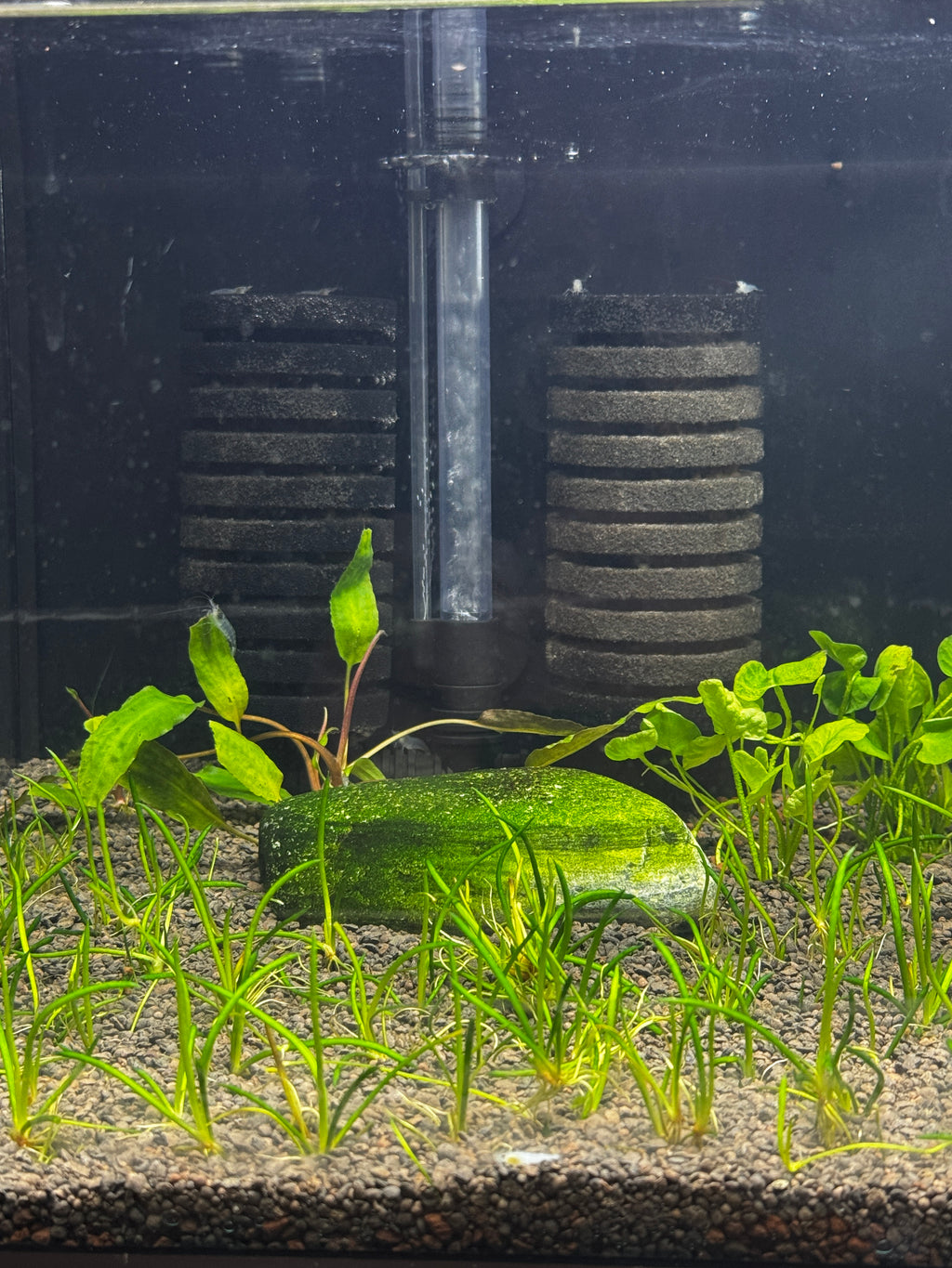 Double Large sponge filter