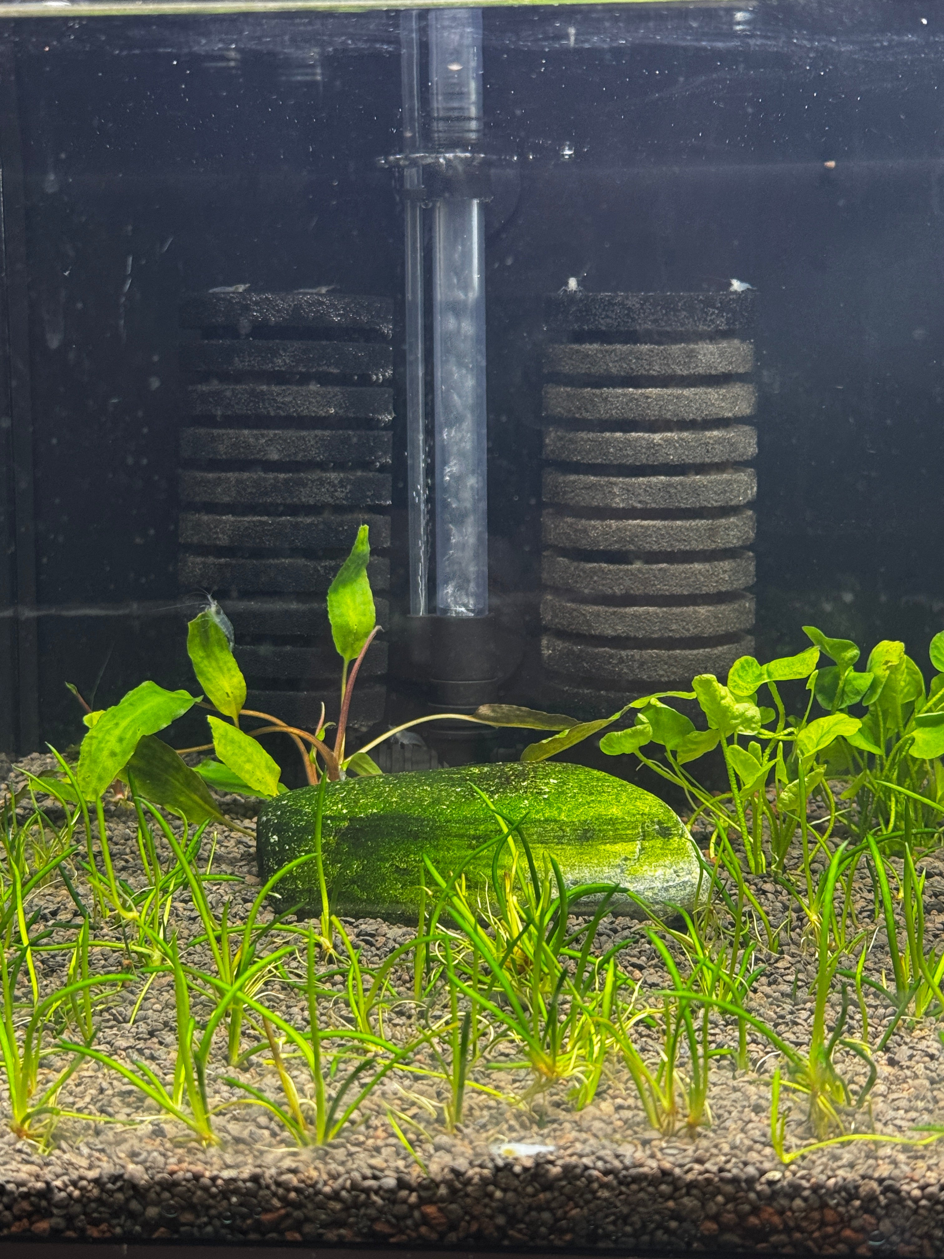 Double Large sponge filter