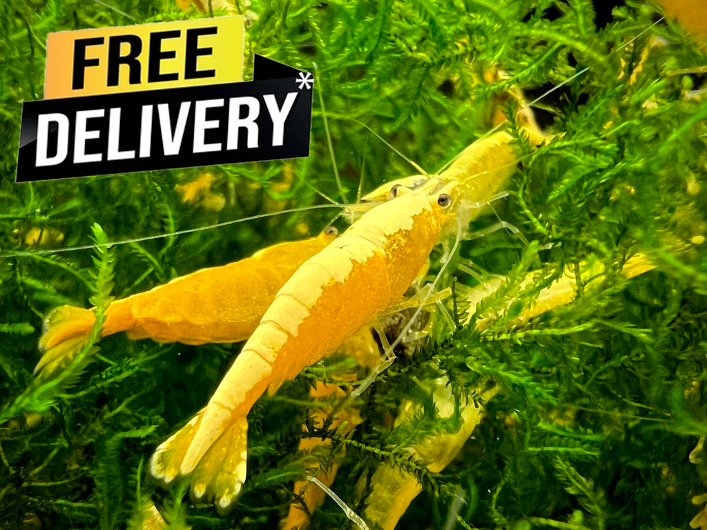 10 yellow Neocaridina
