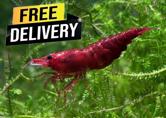 10 Bloody Mary Neocaridina