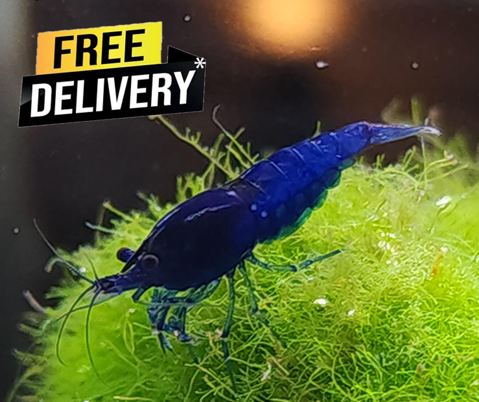 10 High Grade deep Blue Velvet Neocaridina