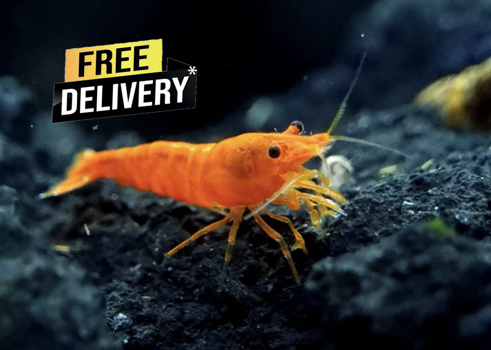 10 Sunkist Orange Neocaridina