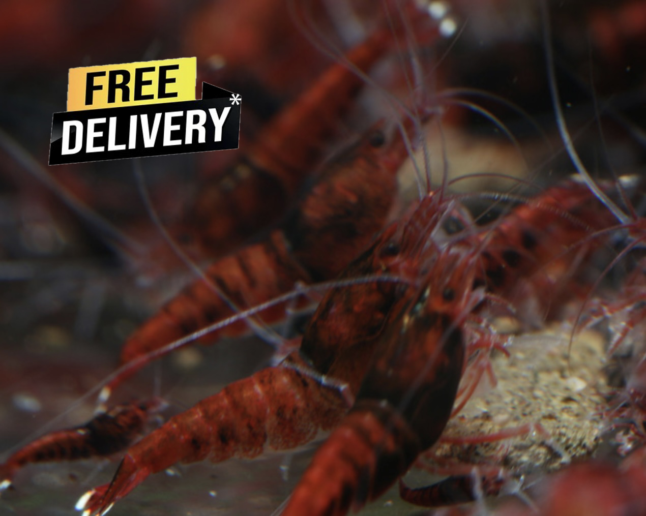 10 Caridina Sp Extreme Full Red