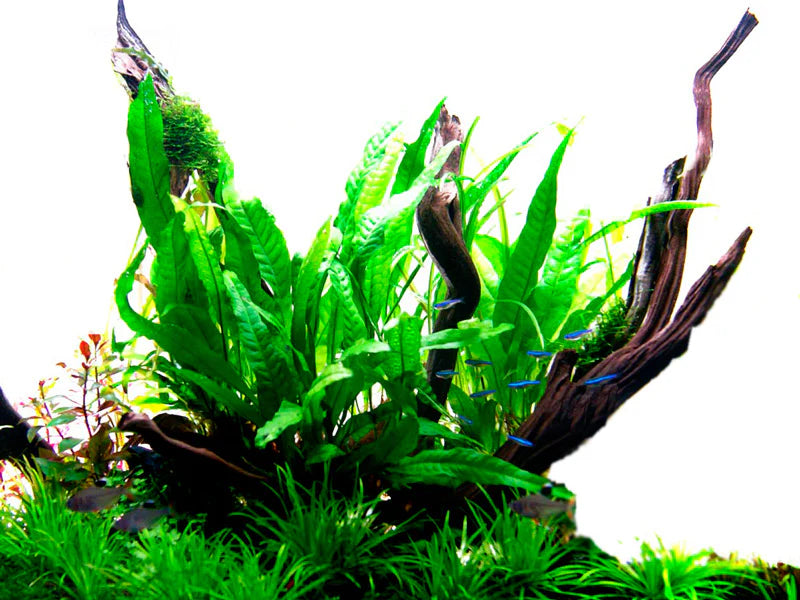 Microsorum pteropus Java Fern “Narrow leaf” Blister pack