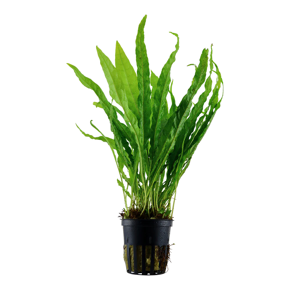 Microsorum pteropus Java Fern “Narrow leaf” Blister pack