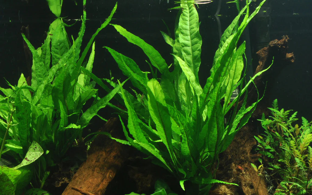 Microsorum pteropus Java Fern “Narrow leaf” Blister pack