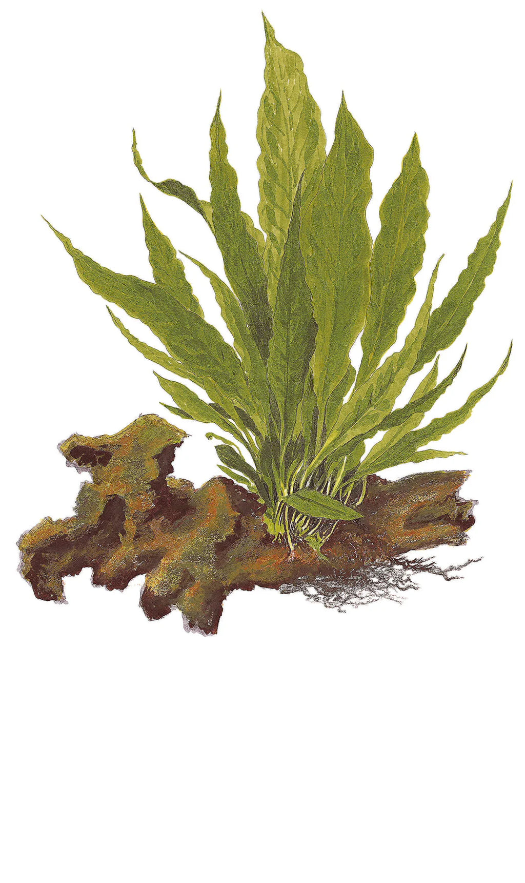 Microsorum pteropus Java Fern “Narrow leaf” Blister pack