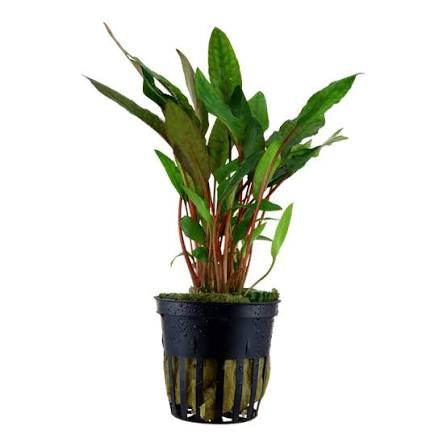 Cryptocoryne Bekettii “Petchii” Blister Pack