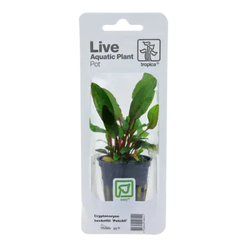 Cryptocoryne Bekettii “Petchii” Blister Pack