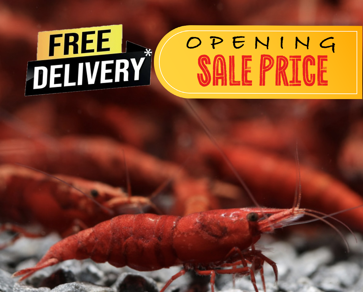 10 Neocaridina Sp. Painted Red.