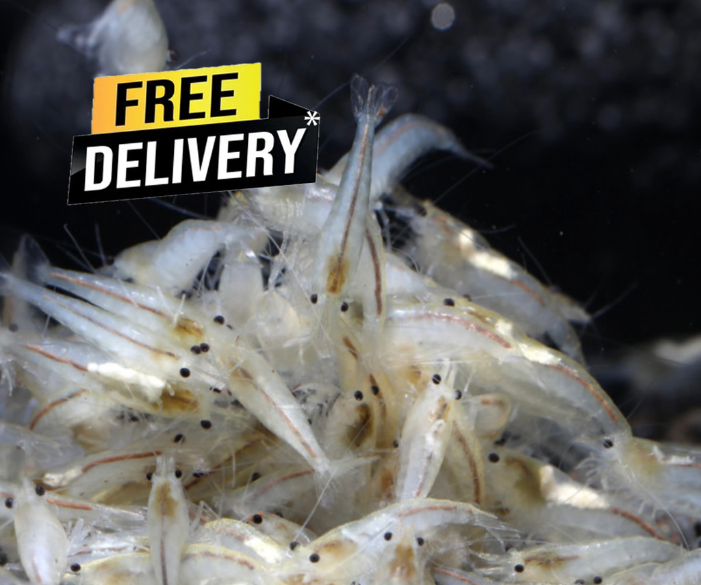 10 Neocaridina Sp. Snowball