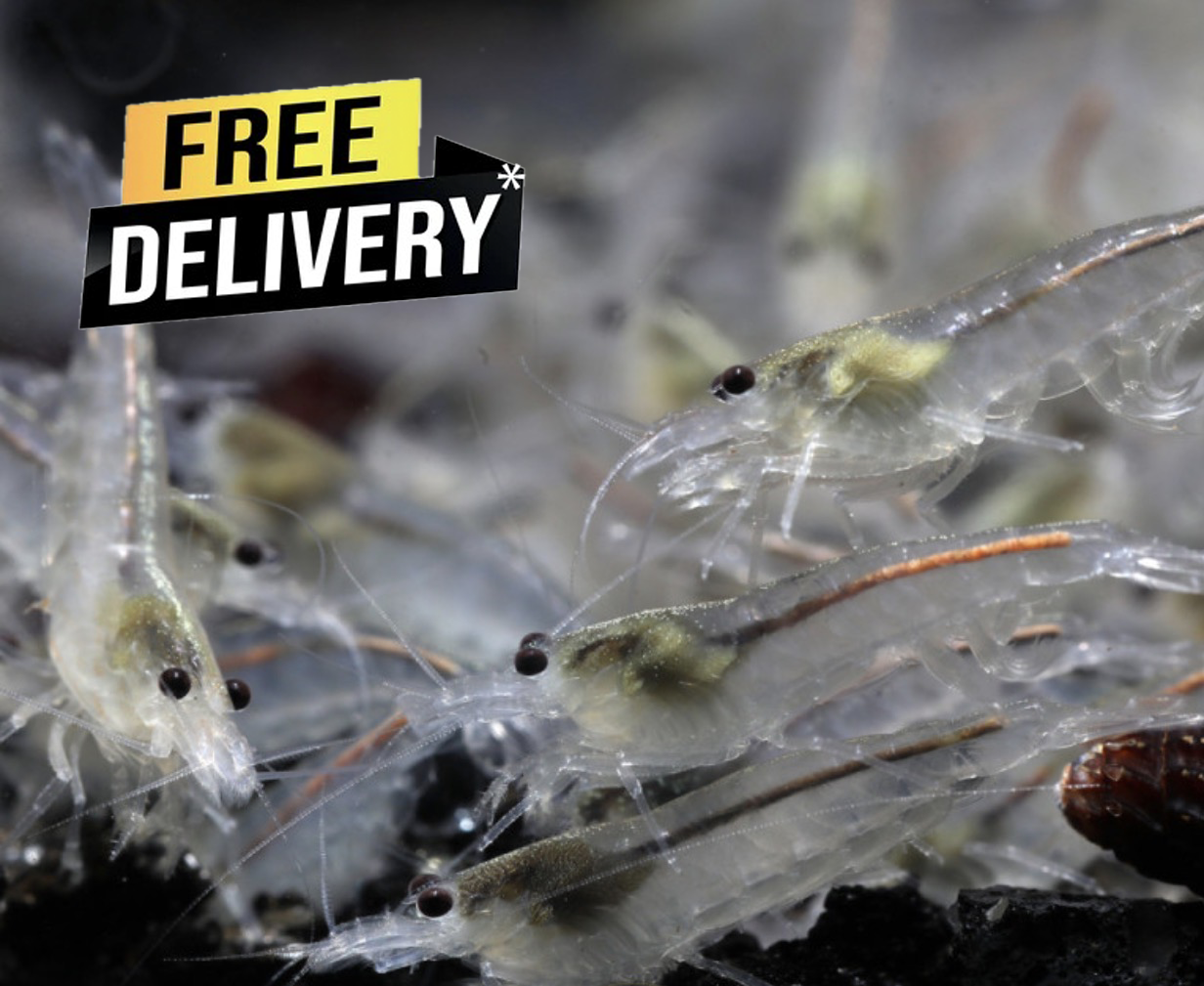 10 White Amano Shrimp