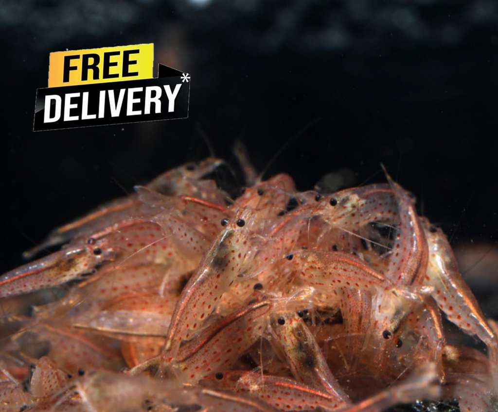10 Red Amano Shrimp